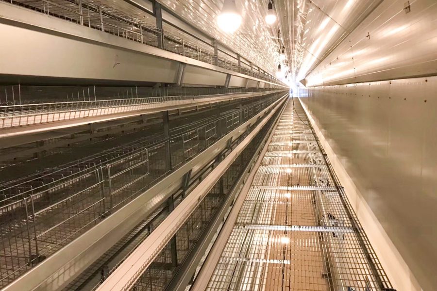 chicken cage, layer chicken cage, demeter africa chicken cage supplier, battery cage system, layer cage for sale in Africa