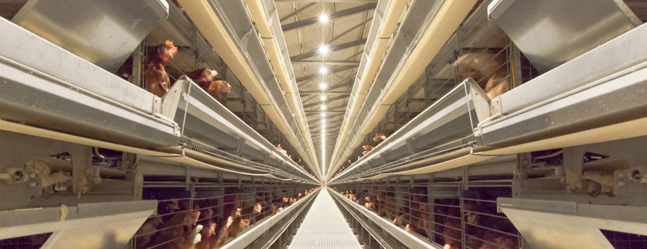 layer chicken cage, broiler chicken cage, poultry farming equipment, chicken cages (2)