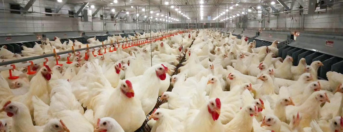 pan feeding breeder chicken solution