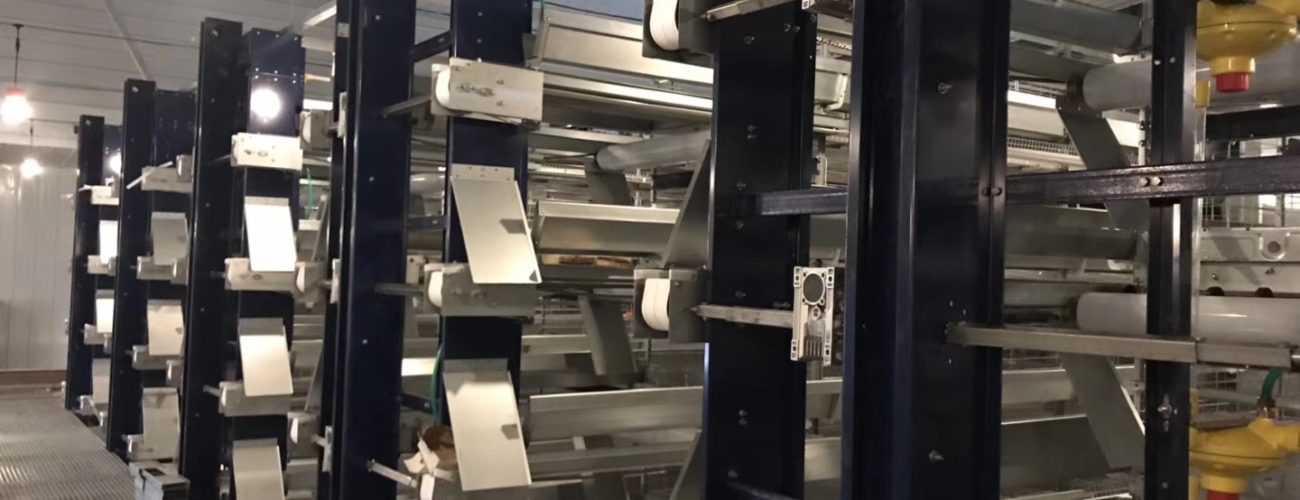 breeder chicken cage 1